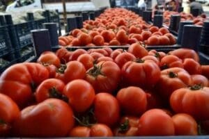 Fiyat endekslerinde domates, ge&ccedil;en yılın Mart ayına g&ouml;re yıllık y&uuml;zde