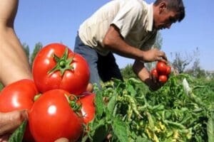Domates, ihracı kayda bağlı mallar listesine alındı. Domates konservesi ve