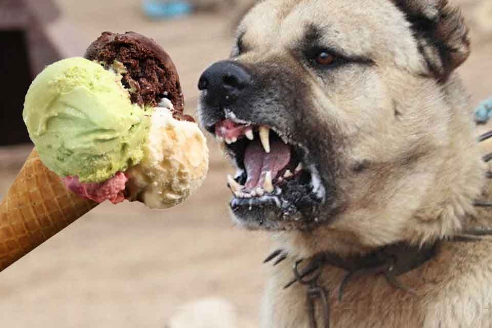 MUĞLA'da, sokakta dondurma yiyen Kadir &Ccedil;akmak'a (12), sahipli k&ouml;pek saldırdı.