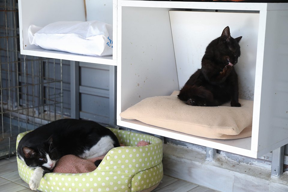 Buca Belediyesi, Dünya Kediler Günü’nde rakamlarla Buca’nın kedi raporunu açıkladı.