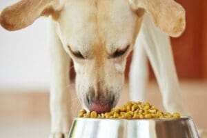 D&uuml;nyanın en &ccedil;ok k&ouml;pek sahiplenilen şehri Tel Aviv'de hayvan dışkılarının