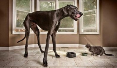 Dünyanın en uzun köpeği: Günde 12 kase mama yiyor!