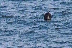 Sivillerin yaşamını da tehdit eden mayınlar ve patlayıcı savaş kalıntıları