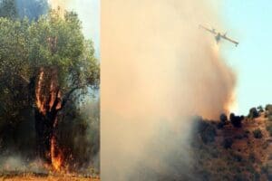 Muğla&rsquo;nın Milas il&ccedil;esi ile Aydın&rsquo;ın S&ouml;ke il&ccedil;esi arasındaki karayolu kenarında