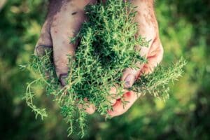 D&uuml;nyada en &ccedil;ok talep g&ouml;ren tıbbi ve aromatik &uuml;r&uuml;nler arasında