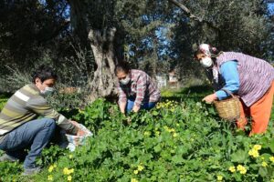 Ege mutfağının temelini otlar oluşturuyor. Yöresel lezzetlerin ilk sırasında yer