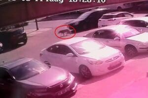 DENİZLİ Berberler Odası Başkanı Yakup G&uuml;le&ccedil;'in kullandığı otomobilin &ccedil;arptığı 'Karamel'