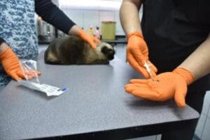 Tarım ve Orman Bakanlığı'nca kedi, k&ouml;pek ve gelincik sahiplerine, besledikleri