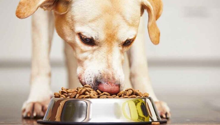 Evcil hayvanların beslenmesinde kullanılacak… Can dostlar için yeni adım