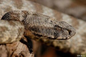 Muğla'nın Ortaca il&ccedil;esinde, bir eve giren zehirli bir t&uuml;r olan