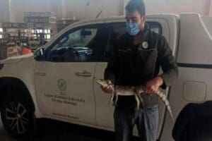 Adana'da yasa dışı yollarla &uuml;lkeye sokulduğu tespit edilen timsahı evinde