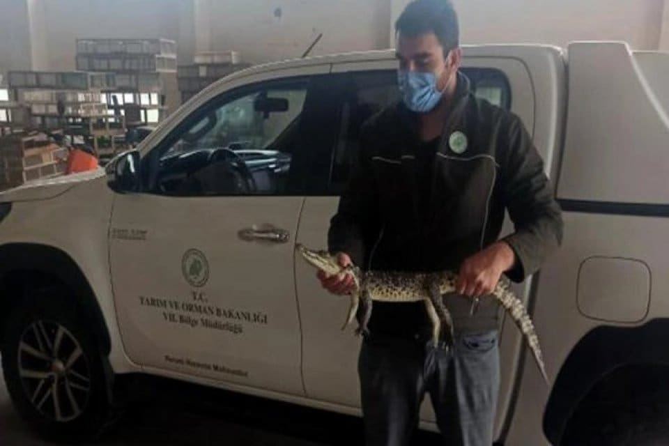 Adana'da yasa dışı yollarla &uuml;lkeye sokulduğu tespit edilen timsahı evinde