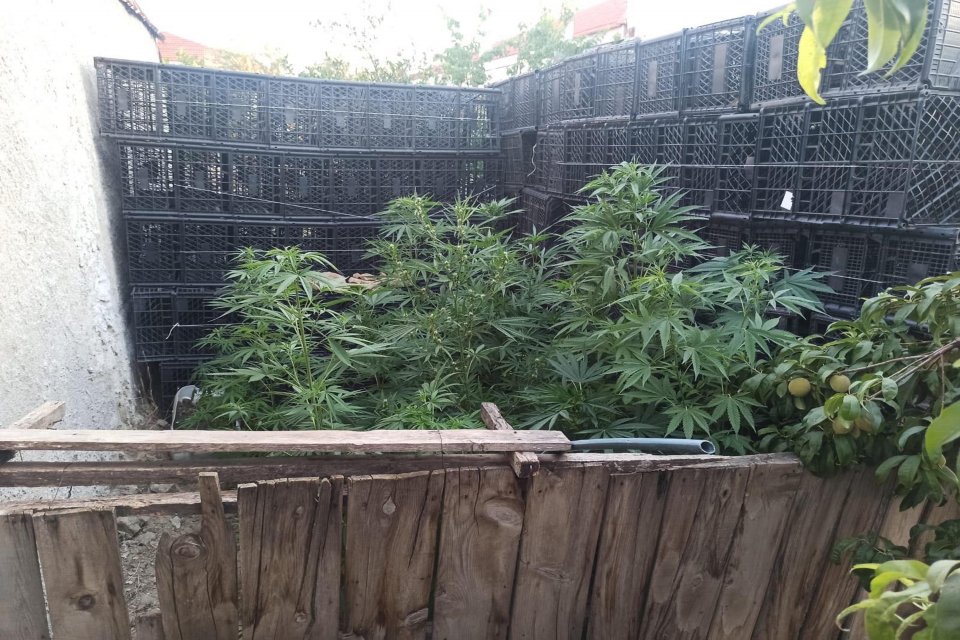 MANİSA'nın Alaşehir il&ccedil;esinde, jandarmanın d&uuml;zenlediği operasyonda, evinin bah&ccedil;esinde kenevir bitkisi