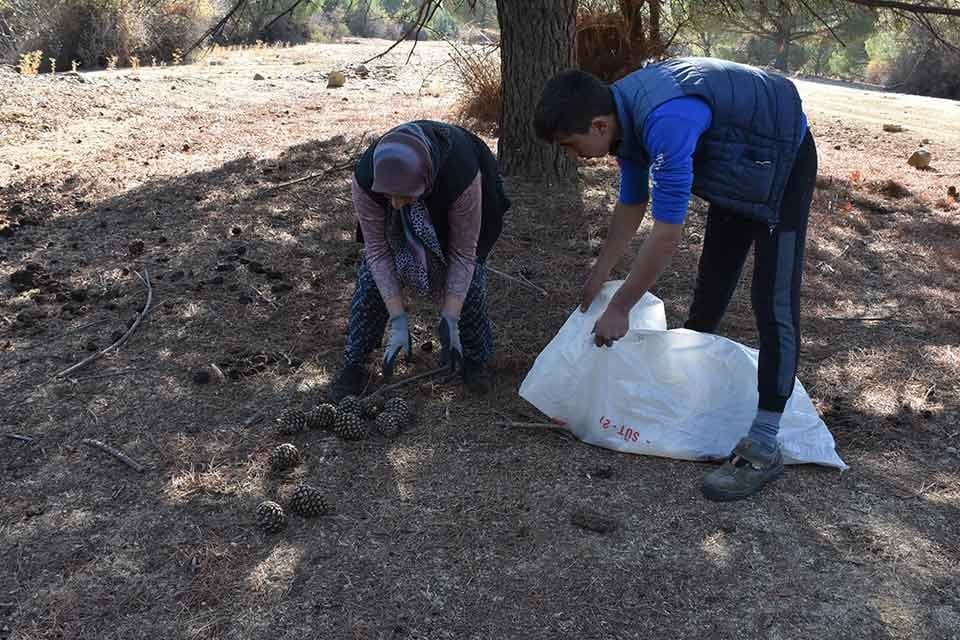 İzmir'in Bergama il&ccedil;esi Kozak Yaylası'nda &ccedil;am fıstığı hasat sezonu başladı.