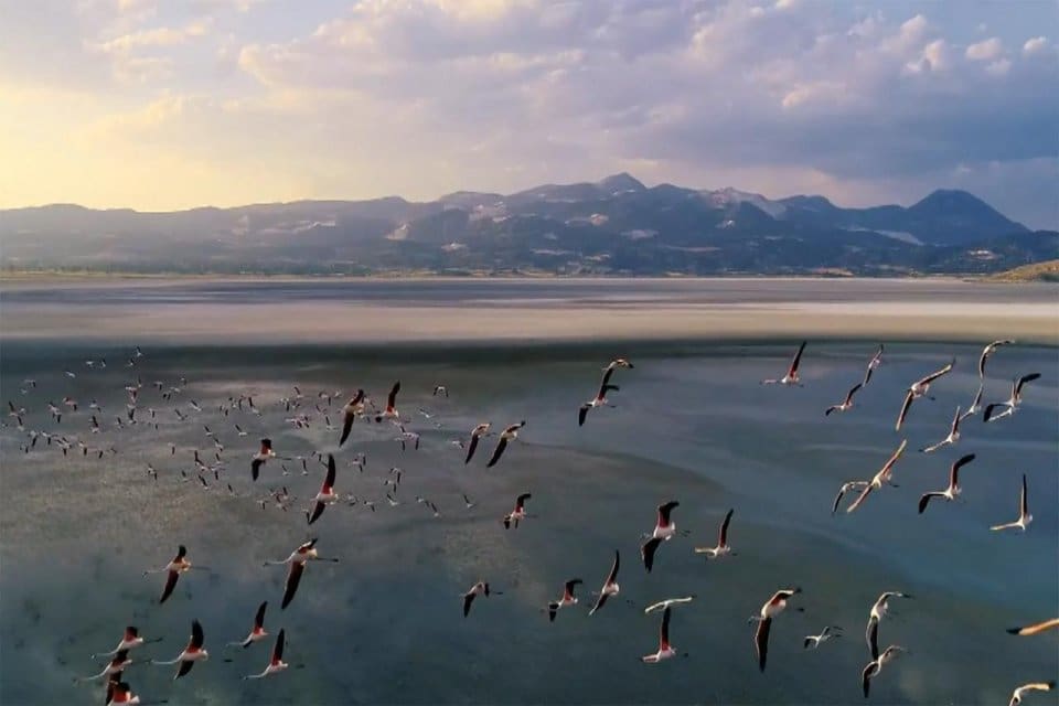 Tuz G&ouml;l&uuml;'nde pop&uuml;lasyonun artması ve suyun hızlı &ccedil;ekilmesi, yavru flamingoların
