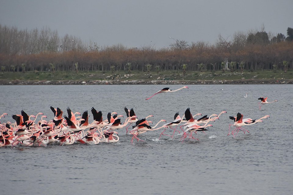 İzmir İnciraltı'nda bulunan ve Türkiye'nin iki kuş üreme sahasından biri