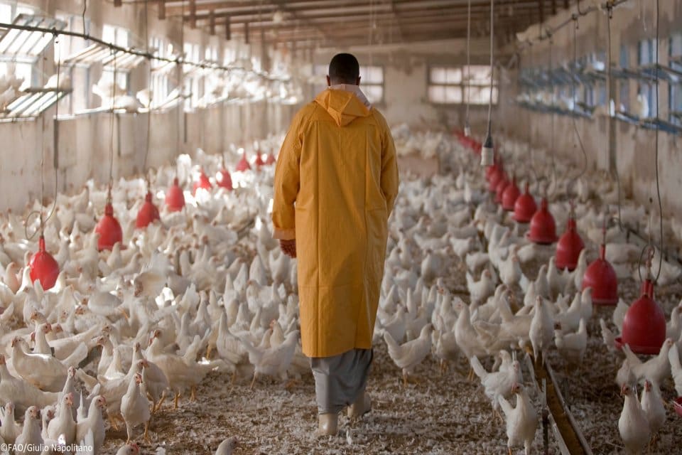 Kuş gribi Avrupa &uuml;lkelerinde yayılmaya devam ederken, Fransa &uuml;lke tarihindeki