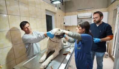 Gaziemir’de 21 bin 940 hayvana veteriner sağlık hizmeti