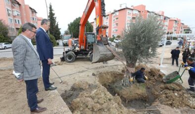 Gaziemir’de zeytin ağaçlarına ikinci yaşam