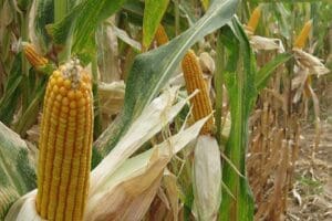Bazı genetiği değiştirilmiş soya ve mısır &ccedil;eşitlerinin hayvan yemlerinde kullanımı