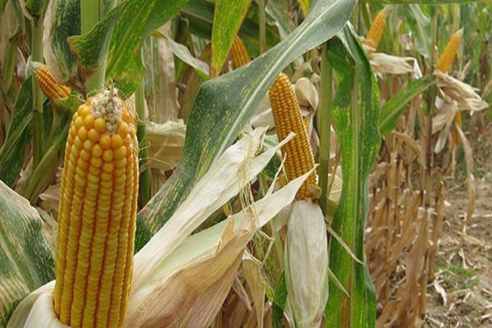 Bazı genetiği değiştirilmiş soya ve mısır &ccedil;eşitlerinin hayvan yemlerinde kullanımı