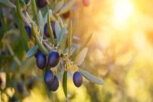 T&uuml;rkiye'de, son 15 yılda toprakla buluşturulan gen&ccedil; zeytin ağa&ccedil;larının meyve