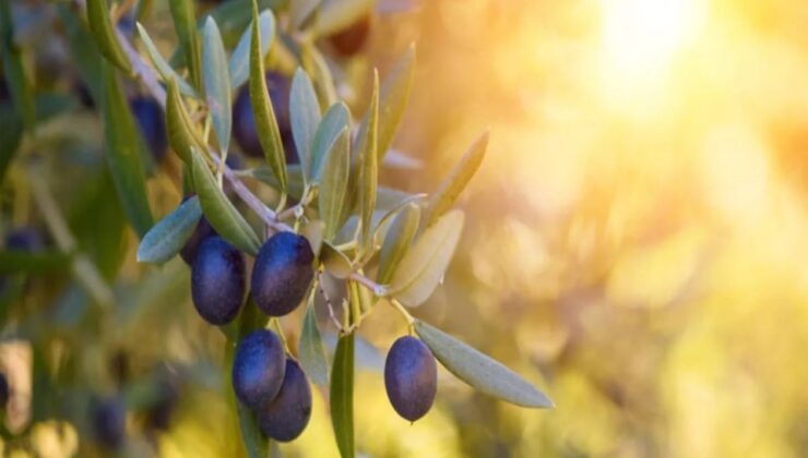 Genç ağaçlar meyve verdi… Zeytin ihracatında rekor!