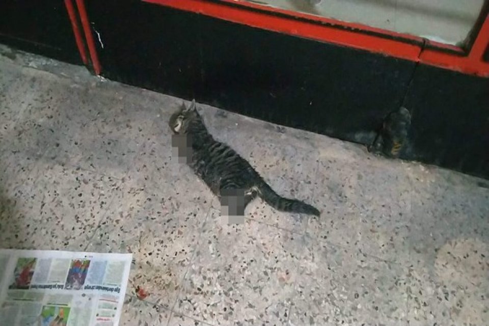 Kocaeli'nin&nbsp;G&ouml;lc&uuml;k il&ccedil;esinde pasaj i&ccedil;inde 4 bacağı kesili halde kedi &ouml;l&uuml;s&uuml;