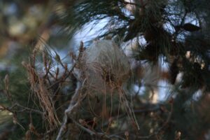 Güzelbahçe Belediyesi, Maltepe Mahallesinde bulunan ‘Yarendede Anıt Ağacı’na zarar veren