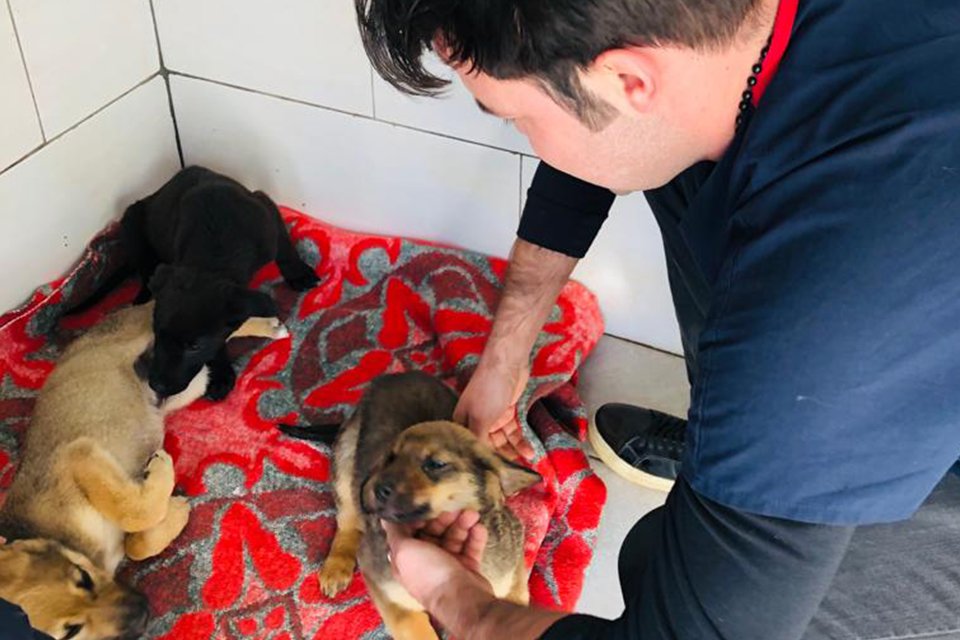 Güzelbahçe Belediyesi havaların soğuması üzerine sokak dostları için battaniyelerle önlem