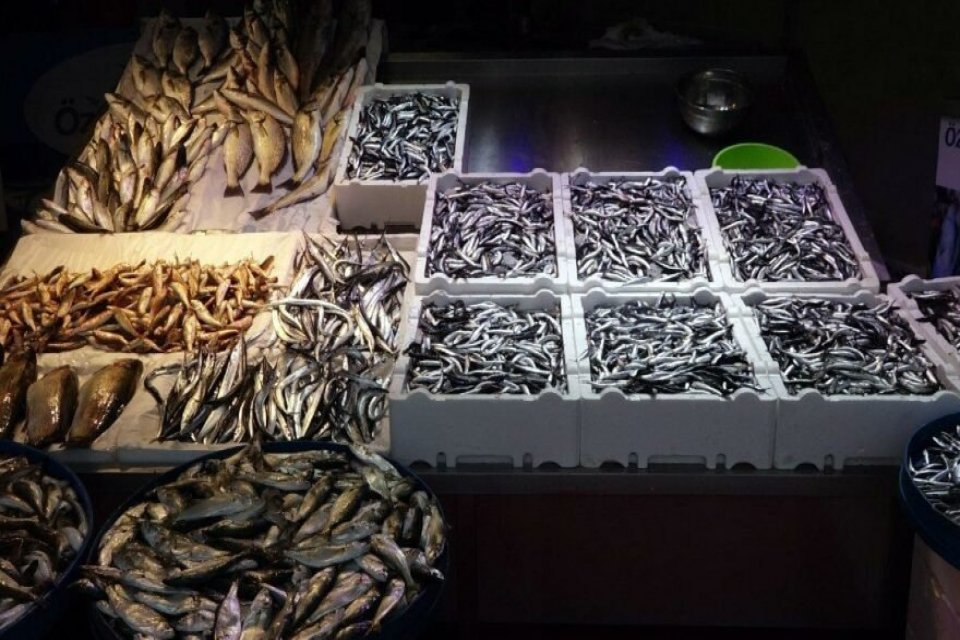 Karadeniz'de deniz suyu sıcaklığının mevsim normallerinin üzerinde seyretmesi nedeniyle hamsi