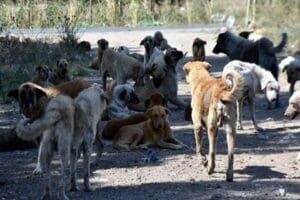 Antalya 5'inci Sulh Ceza Hakimliği, sokak k&ouml;peklerinin can g&uuml;venliğinin tehlikeye