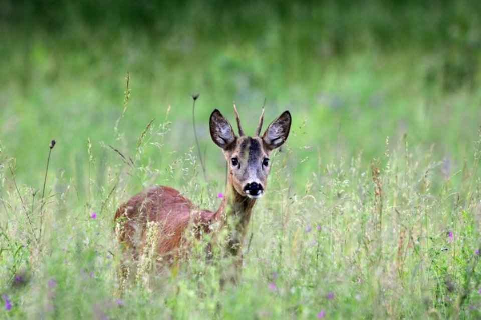 Vegan Derneği T&uuml;rkiye ve Hayvan Hakları İzleme Komitesi, 100&rsquo;den fazla
