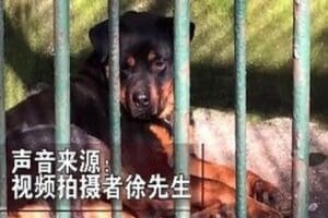 &Ccedil;in'in Hubei b&ouml;lgesindeki hayvanat bah&ccedil;esi, yaşamını yitiren bir kurt yerine