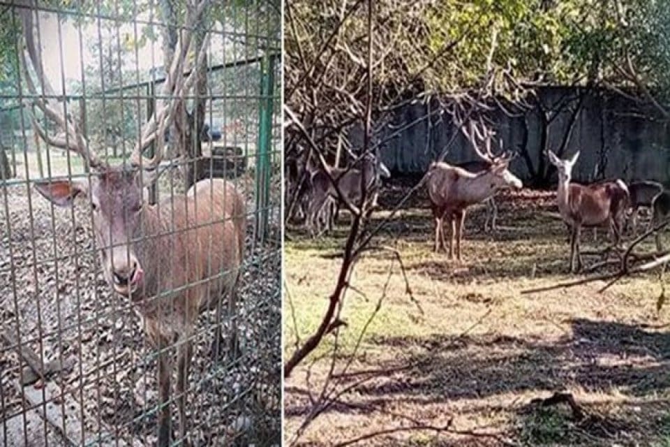 Zonguldak'ın G&ouml;k&ccedil;ebey il&ccedil;esinde seramik fabrikasına ait hayvanat bah&ccedil;esindeki geyiği ka&ccedil;ırıp,