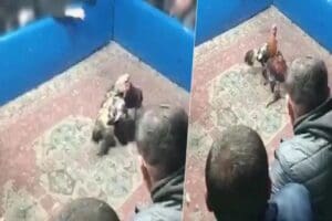 Konya'nın Ereğli il&ccedil;esinde hayvanları koruma derneğinde horoz d&ouml;v&uuml;ş&uuml; organize eden,