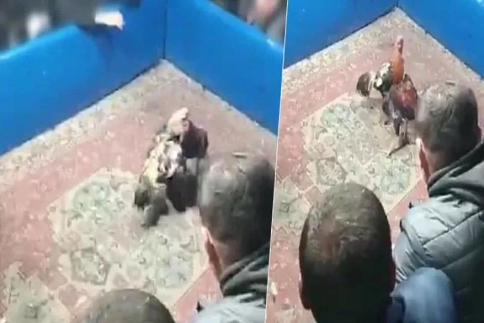 Konya'nın Ereğli il&ccedil;esinde hayvanları koruma derneğinde horoz d&ouml;v&uuml;ş&uuml; organize eden,
