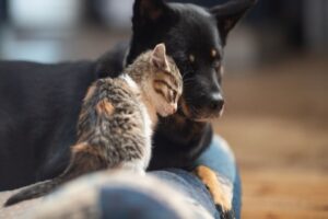 1 Temmuz’a kadar yasalaşması planlanan Hayvanları Koruma Kanunu’nun taslak çalışmasına