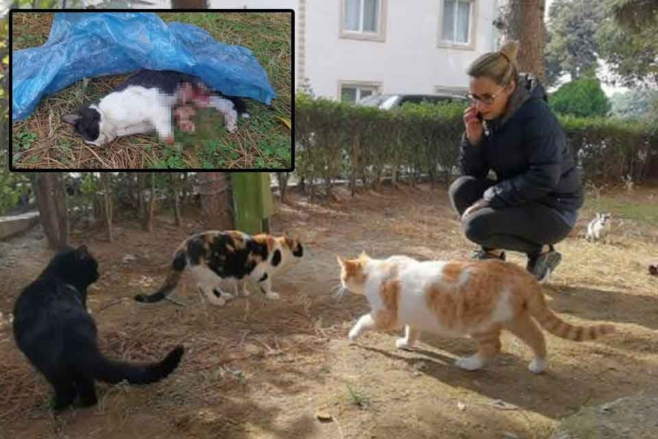 Bursa'nın İneg&ouml;l il&ccedil;esinde yaşayan Filiz Akın Karabulut (43), evinde beslediği