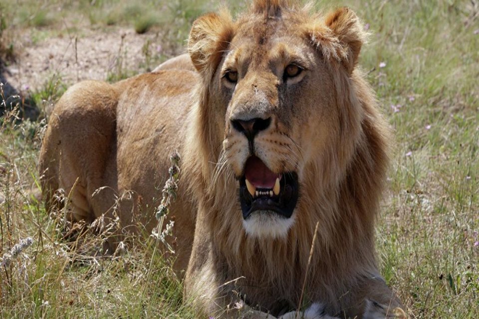 Koronavir&uuml;s&uuml;n hızla yayıldığı Hindistan&rsquo;ın Hyderabad şehrindeki Nehru hayvanat bah&ccedil;esinde, 8