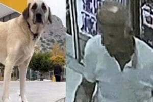 Antalya'da kaybolan sokak k&ouml;peğini s&uuml;r&uuml;kleyip kullandığı servis aracına bindirdiği tespit