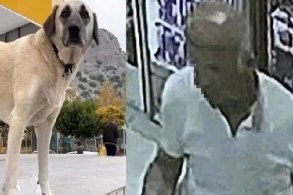 Antalya'da kaybolan sokak k&ouml;peğini s&uuml;r&uuml;kleyip kullandığı servis aracına bindirdiği tespit