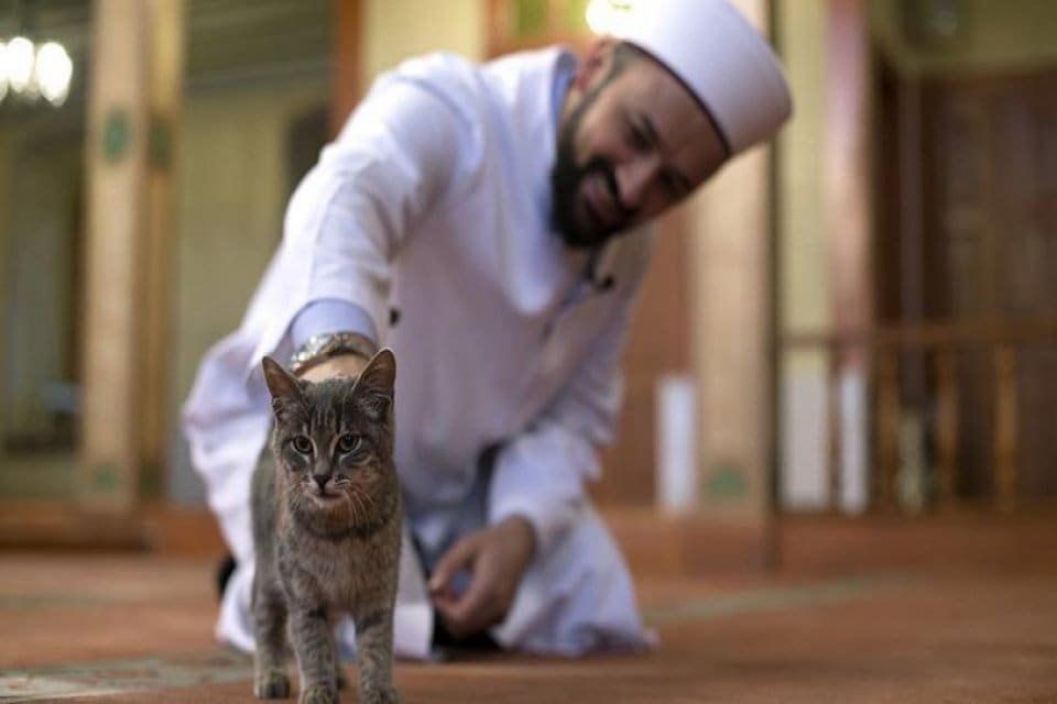 T&uuml;rk Diyanet Vakıf&ndash;Sen Genel Başkanı Nuri &Uuml;nal, cami imamlarının kedi