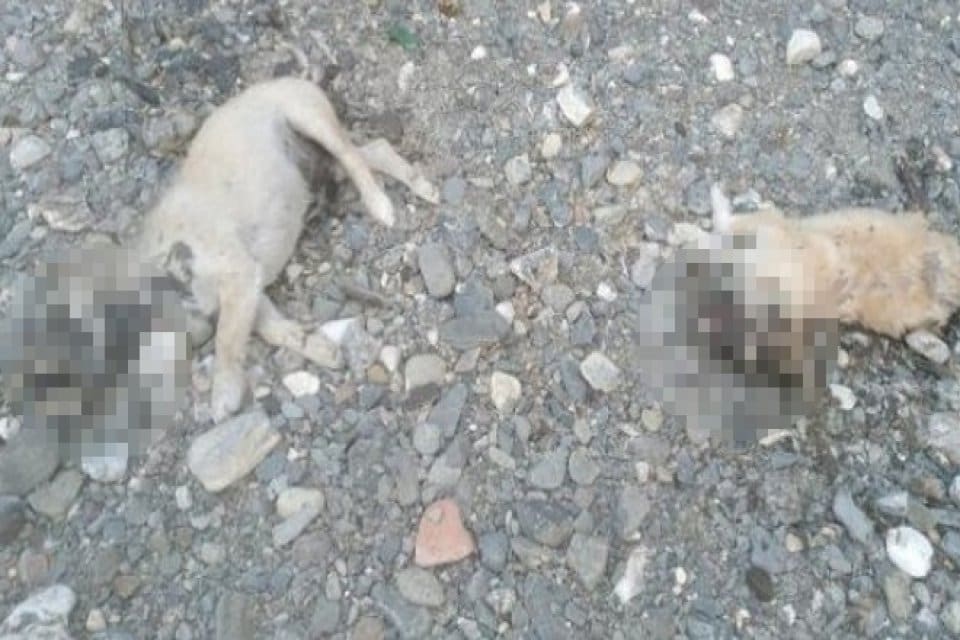 Manisa'nın Yunusemre il&ccedil;esinde, 2 yavru k&ouml;pek dere yatağında &ouml;l&uuml; bulundu.