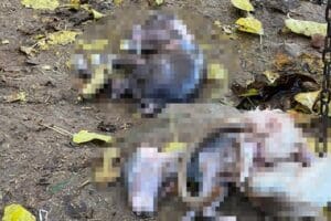 Diyarbakır'ın bir&ccedil;ok noktasında artan &uuml;retim maliyetleri nedeniyle s&uuml;t inekleri, gebe