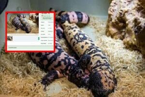 D&uuml;nyanın en zehirli kertenkele t&uuml;rleri arasında g&ouml;sterilen &lsquo;Gila monster'in (canavar),