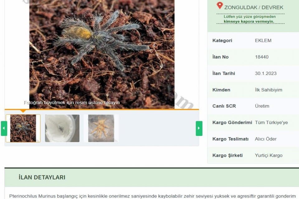 D&uuml;nyadaki en zehirli &ouml;r&uuml;mcek t&uuml;rleri arasında yer alan ve ana