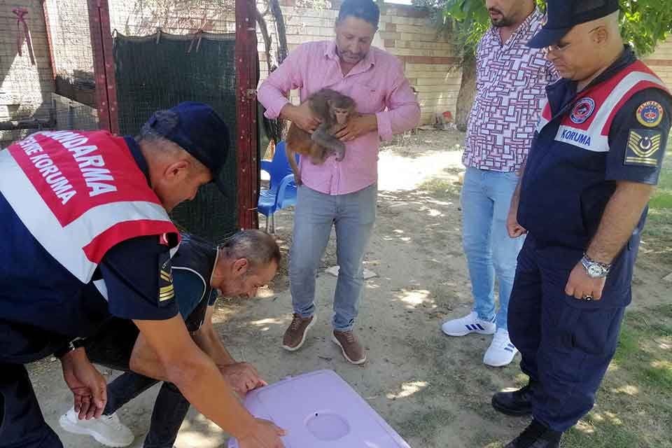 İZMİR&rsquo;in Menderes il&ccedil;esinde bir akaryakıt istasyonunda beslenen maymun, 2 yaşındaki