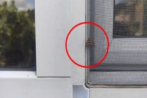 İstanbul'un 3 il&ccedil;esinde yaz aylarında ortaya &ccedil;ıkan, halk arasında "vampir