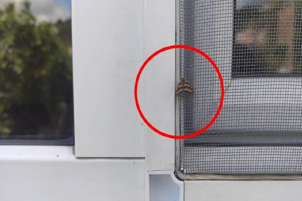 İstanbul'un 3 il&ccedil;esinde yaz aylarında ortaya &ccedil;ıkan, halk arasında "vampir
